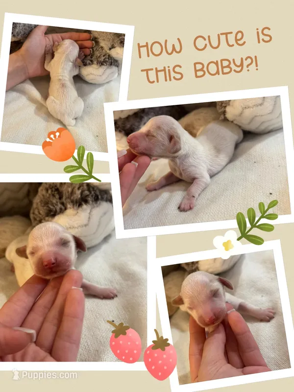 Doxie Spots – Miniature Dachshund puppy for sale in Sarasota, FL