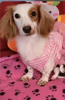 Doxie Spots, a male Miniature Dachshund for sale in Sarasota, FL – Photo 2 of 2