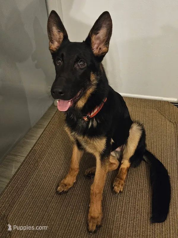 Rex – German Shepherd Dog puppy for sale in Arcadia, FL