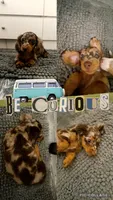 Doxie arriving, a  Miniature Dachshund for sale in Sarasota, FL – 7 of 9