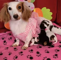 Doxie arriving, a  Miniature Dachshund for sale in Sarasota, FL – 2 of 9