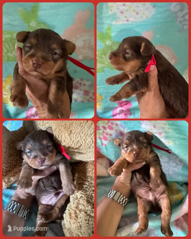 Yorkie Male – Yorkshire Terrier puppy for sale in Sarasota, FL