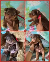 Yorkie Male, a male Yorkshire Terrier for sale in Sarasota, FL – 1 of 1