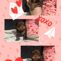 Yorkie Males, a male Yorkshire Terrier for sale in Sarasota, FL – Photo 2 of 3