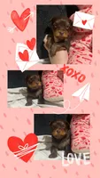 Yorkie Males, a male Yorkshire Terrier for sale in Sarasota, FL – Photo 2 of 3