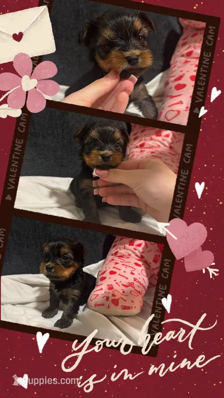 Yorkie Males, a male Yorkshire Terrier for sale in Sarasota, FL – Photo 1 of 3