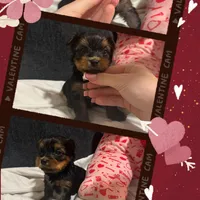 Yorkie Males, a male Yorkshire Terrier for sale in Sarasota, FL – Photo 1 of 3