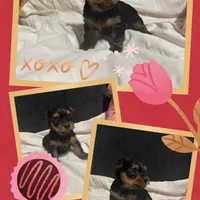 Yorkie Males, a male Yorkshire Terrier for sale in Sarasota, FL – Photo 3 of 3