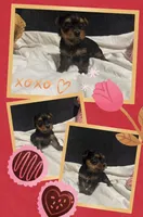 Yorkie Males, a male Yorkshire Terrier for sale in Sarasota, FL – Photo 3 of 3