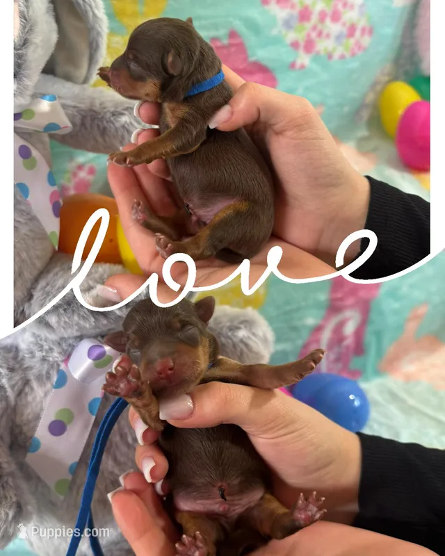 Yorkie Male – Yorkshire Terrier puppy for sale in Sarasota, FL