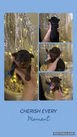 Yorkies Males, a male Yorkshire Terrier for sale in Sarasota, FL – Photo 1 of 5
