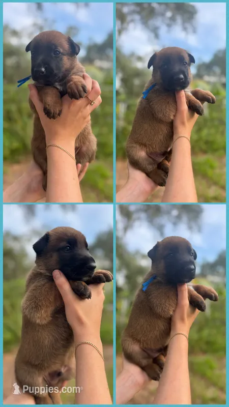 Shadow – Belgian Malinois puppy for sale in Sarasota, FL