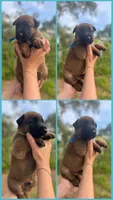 Shadow, a male Belgian Malinois for sale in Sarasota, FL – 1 of 1