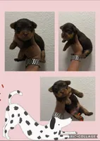 Yorkies, a female Yorkshire Terrier for sale in Arcadia, FL – 3 of 6