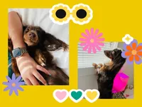 Doxie arriving, a  Miniature Dachshund for sale in Sarasota, FL – 3 of 9