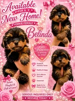Belinda, a female Yorkshire Terrier for sale in Arcadia, FL – 1 of 1