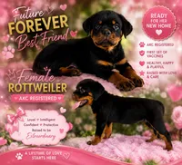 Linda, a female Rottweiler for sale in Arcadia, FL – 1 of 1