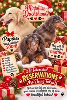 Puppy, a  Miniature Dachshund for sale in Arcadia, FL – 1 of 1