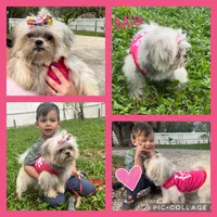 Shih tzu, a male Shih Tzu for sale in Arcadia, FL – 2 of 3