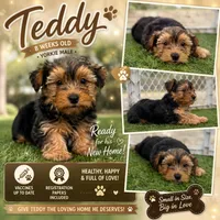 Teddy, a male Yorkshire Terrier for sale in Arcadia, FL – 1 of 1