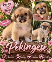 Cindy, a male Pekingese for sale in Arcadia, FL – 1 of 1