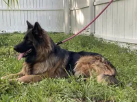 Orange long haired German Shepherd , a male German Shepherd Dog for sale in Sarasota, FL – Photo 3 of 3