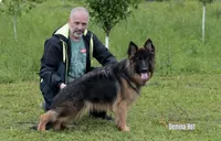 Orange long haired German Shepherd , a male German Shepherd Dog for sale in Sarasota, FL – Photo 2 of 3