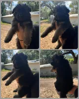 Long haired German Shepherd, a male German Shepherd Dog for sale in Sarasota, FL – Photo 1 of 3
