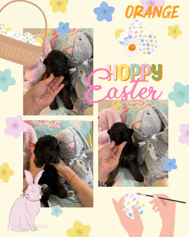 Orange long haired German Shepherd , a male German Shepherd Dog for sale in Sarasota, FL – Photo 1 of 3