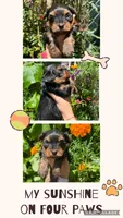 Yorkies, a female Yorkshire Terrier for sale in Arcadia, FL – 4 of 6