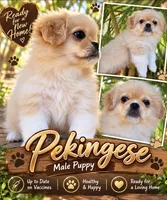 Champagne, a male Pekingese for sale in Arcadia, FL – 1 of 1