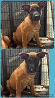 Mufasa, a male Belgian Malinois for sale in Arcadia, FL – 1 of 1
