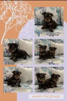 Yorkies arriving , a  Yorkshire Terrier for sale in Sarasota, FL – 3 of 3