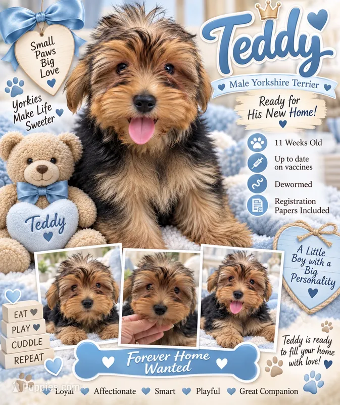 Teddy – Yorkshire Terrier puppy for sale in Arcadia, FL