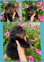 Rottweilers, a male Rottweiler for sale in Arcadia, FL – 3 of 5