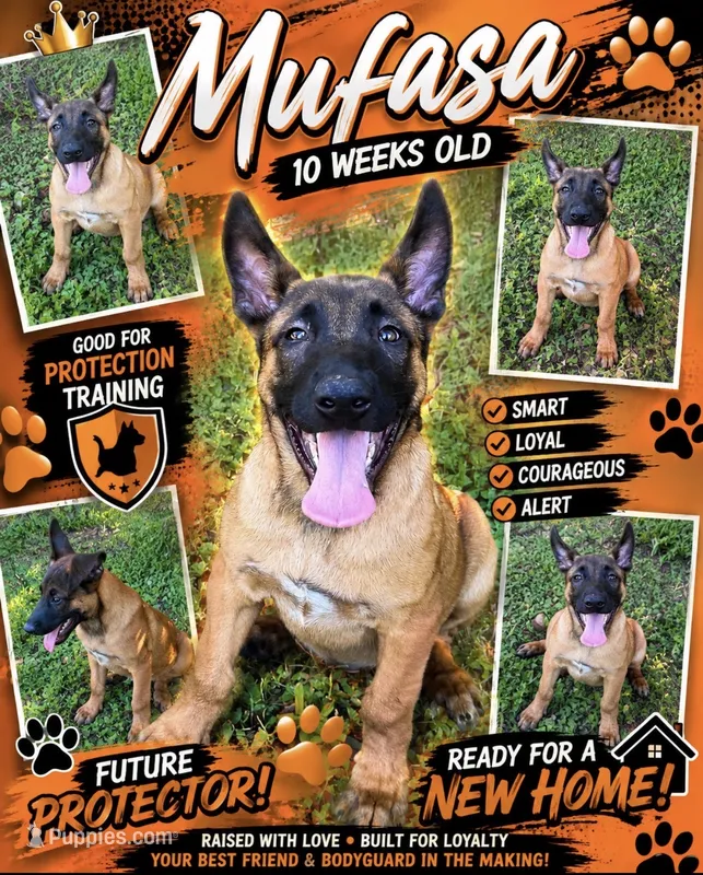 Mufasa – Belgian Malinois puppy for sale in Arcadia, FL