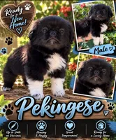 Black Label, a male Pekingese for sale in Arcadia, FL – 1 of 1