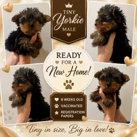 Lucky, a male Yorkshire Terrier for sale in Arcadia, FL – 1 of 1