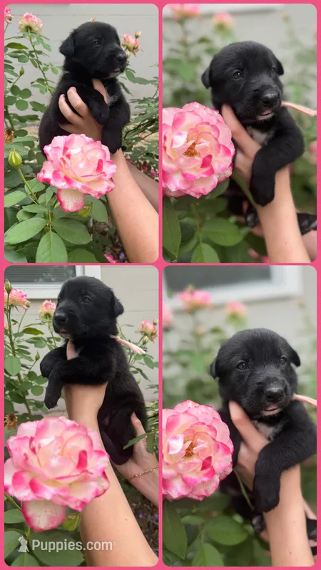 Rose – Belgian Malinois puppy for sale in Sarasota, FL