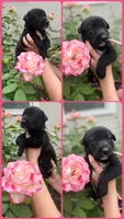 Rose, a female Belgian Malinois for sale in Sarasota, FL – 1 of 1