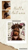 Doxie arriving, a  Miniature Dachshund for sale in Sarasota, FL – 6 of 9