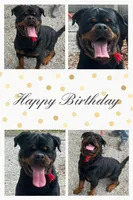 Rottweilers, a male Rottweiler for sale in Arcadia, FL – 5 of 5