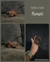 Doxie arriving, a  Miniature Dachshund for sale in Sarasota, FL – 5 of 9
