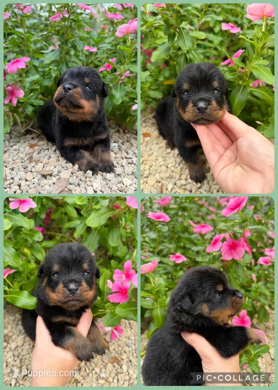 Rottweilers – Rottweiler puppy for sale in Arcadia, FL