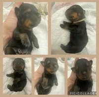 Diesel, a male Rottweiler for sale in Arcadia, FL – 1 of 1