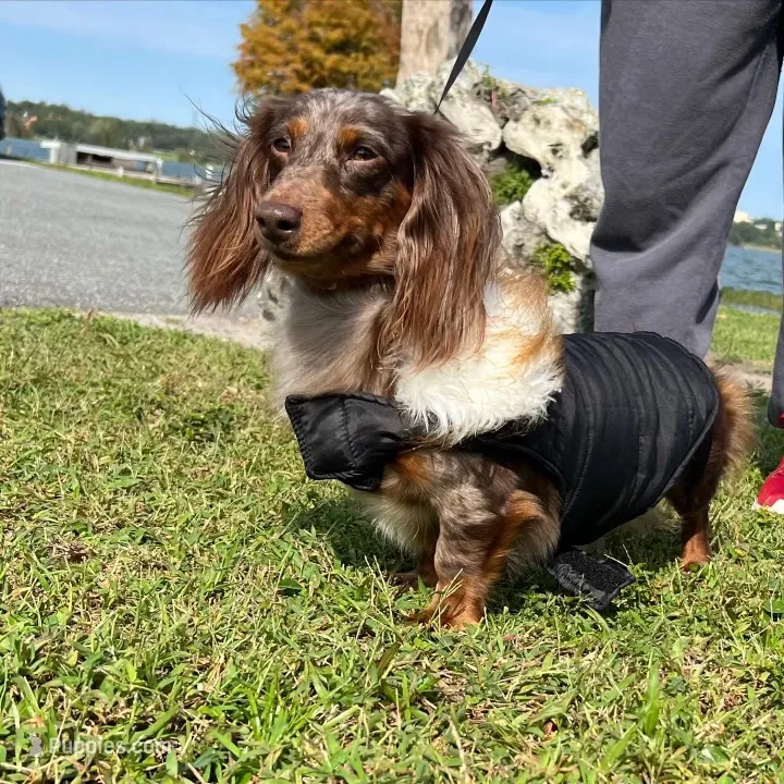 Doxie arriving – Miniature Dachshund puppy for sale in Sarasota, FL