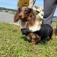 Doxie arriving, a  Miniature Dachshund for sale in Sarasota, FL – 1 of 9