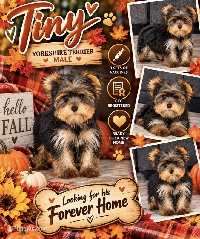 Lucky – Yorkshire Terrier puppy for sale in Arcadia, FL