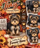 Tiny, a male Yorkshire Terrier for sale in Arcadia, FL – 1 of 1