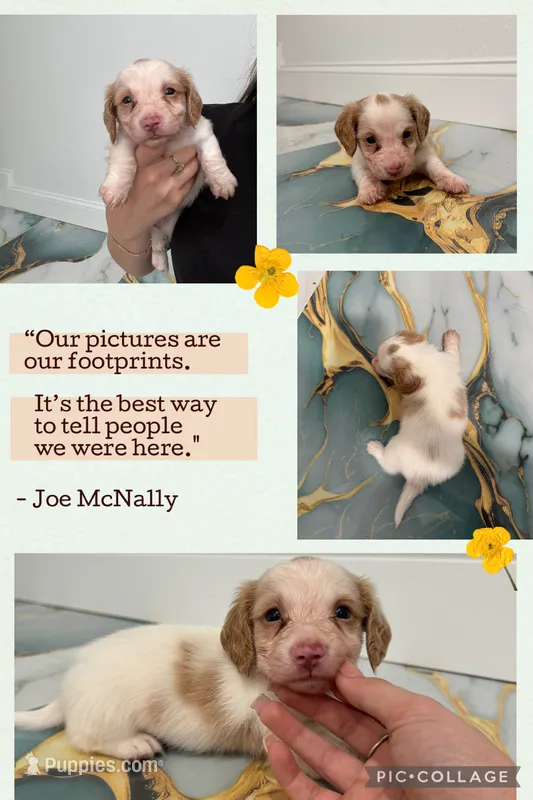 Doxie Spots – Miniature Dachshund puppy for sale in Sarasota, FL
